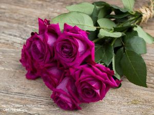 ROSE GREFFE DE VIE 50